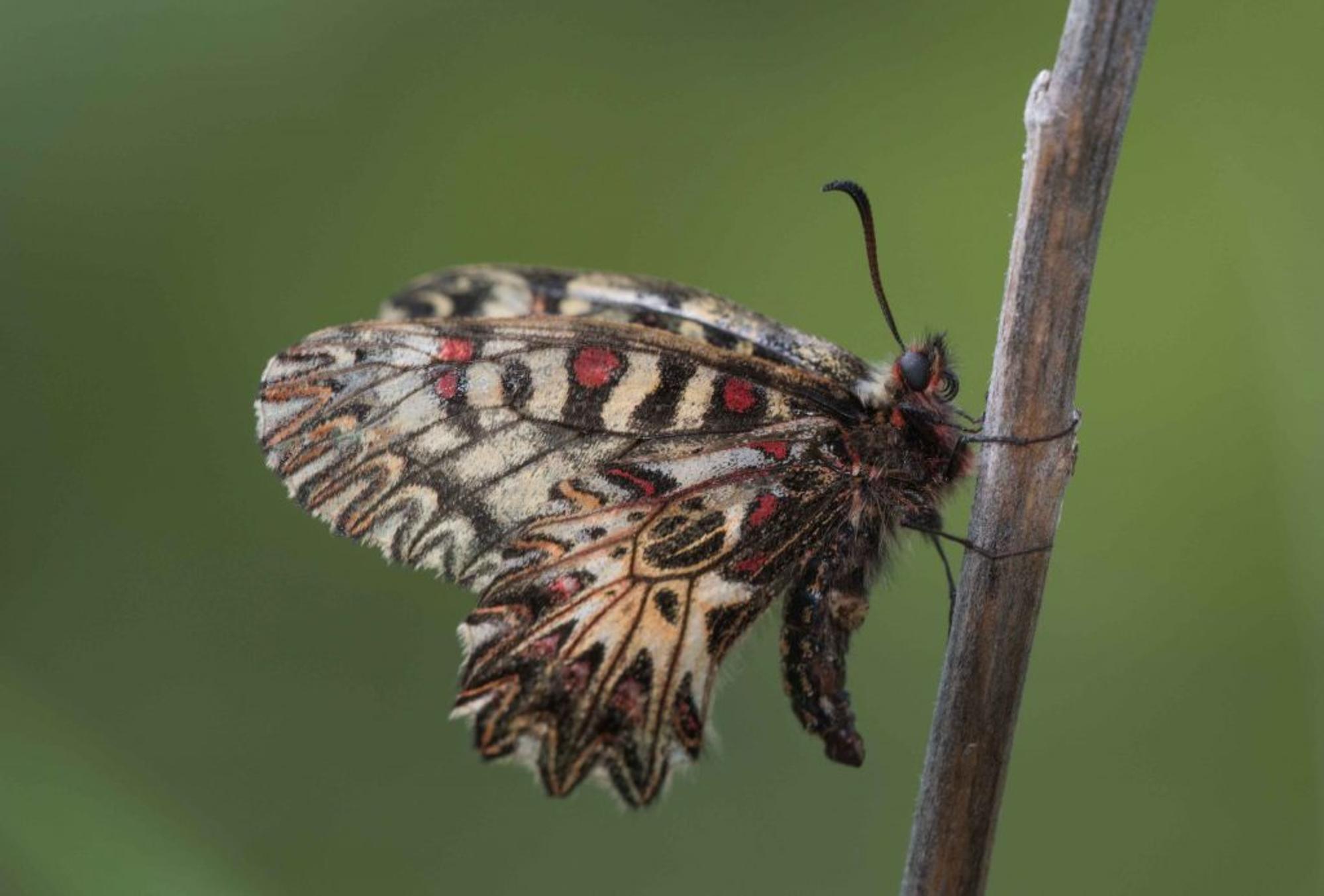 L’étude du Zerynthia polyxena se poursuit