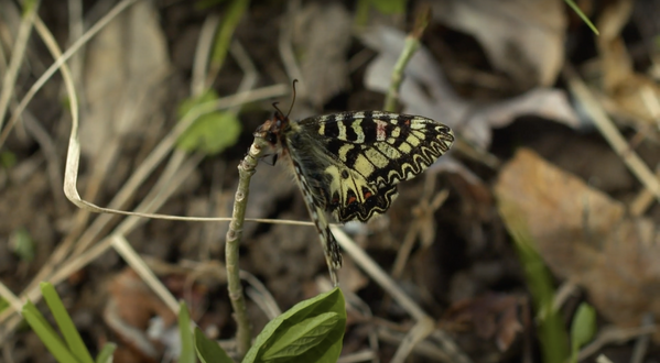 La première phase du Corridor écologique pour le papillon Zerinthia est achevée