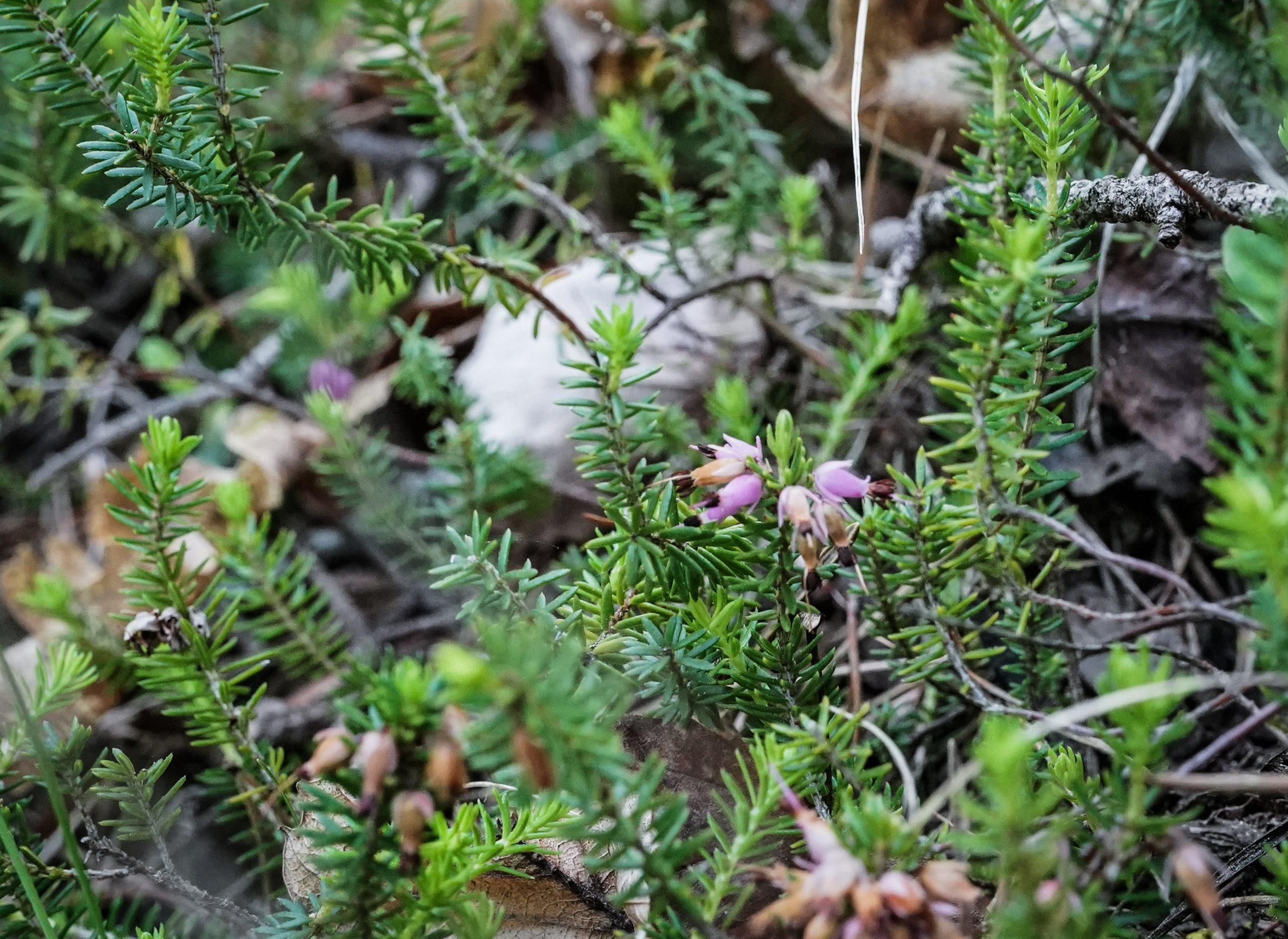 Sopralluogo e le attività dei ricercatori francesi e italiani per un progetto di tutela della flora locale in particolare dell'erica  in Val di Susa per conto Telt . Torino 13 maggio 2022 ANSA/TINO ROMANO